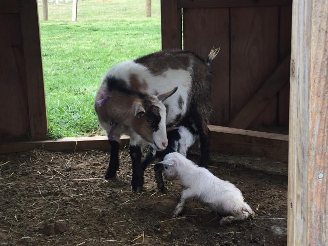 Petting Pen from Serenity Farm