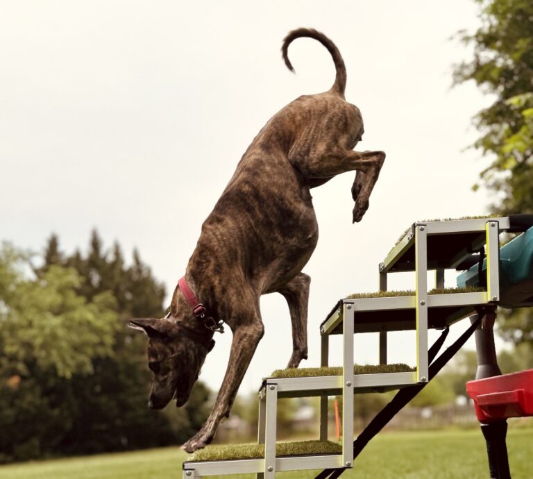 Fetch the Fun! Dog Show